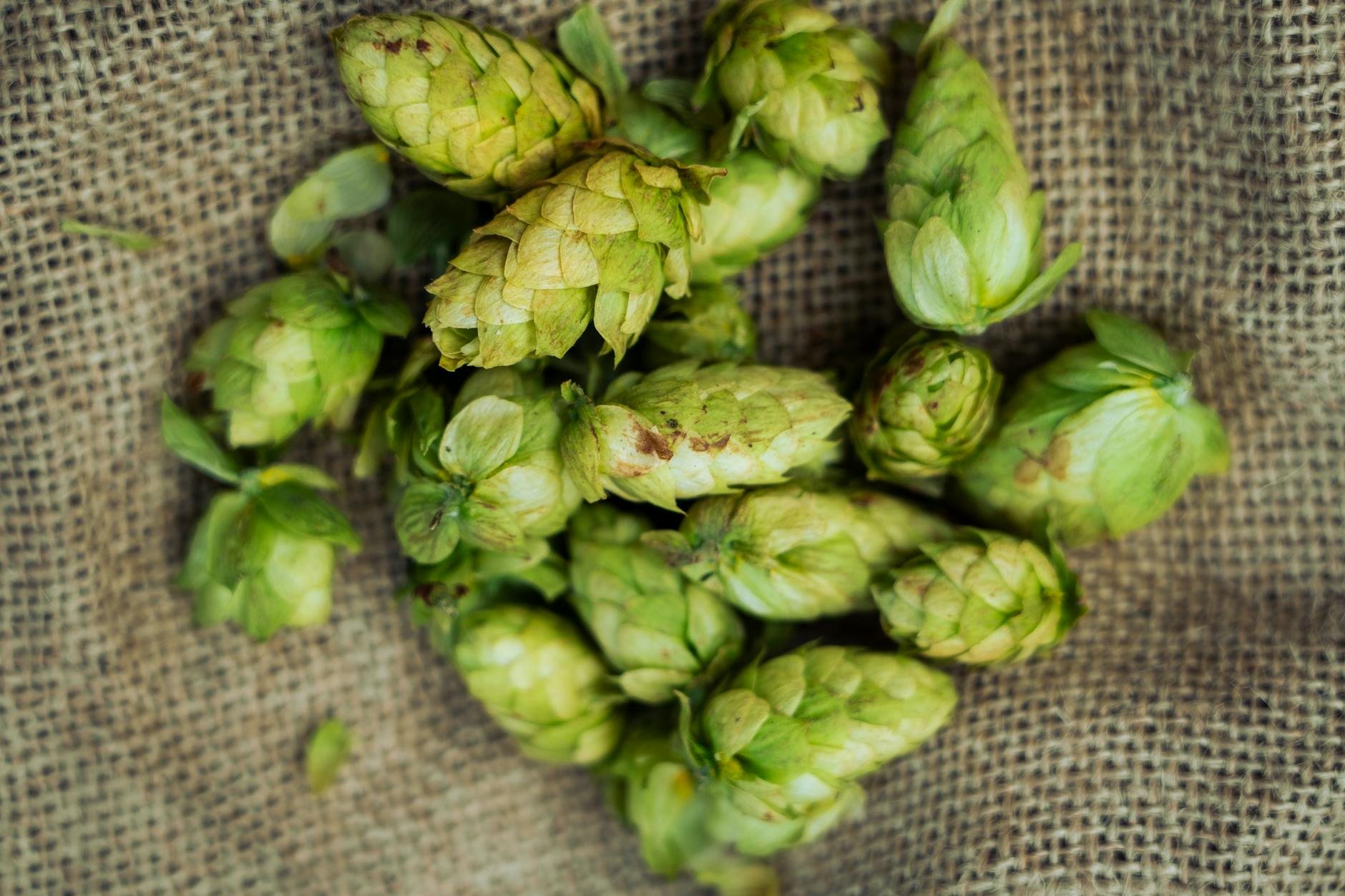 Hopfen auf Jutesack